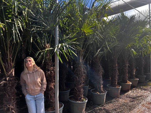 270 xxl hanfpalme - cm,