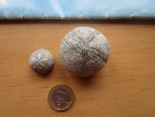 Zwei schöne versteinerter Seeigel, Galerites.