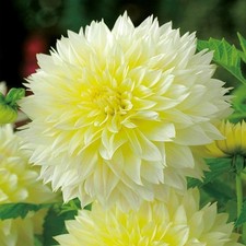 Dahlie Knolle Sommerblumen