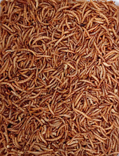 1000 ml. Mehlwürmer getrocknet für Schildkröten Vögel Fische Nager Koi
