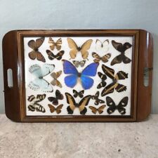 Tablett Schmetterlinge Art Deco Holz Intarsien antik vintage alt Schaukasten alt