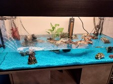 aquarium komplett mit