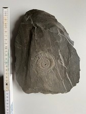 Ammonit auf Schieferplatte, zum Aufhängen