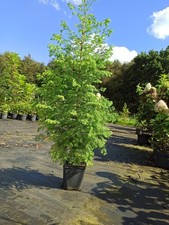 Mammutbaum Metasequoia Glyptostroboides 100 Cm Höhe 1 Pflanze