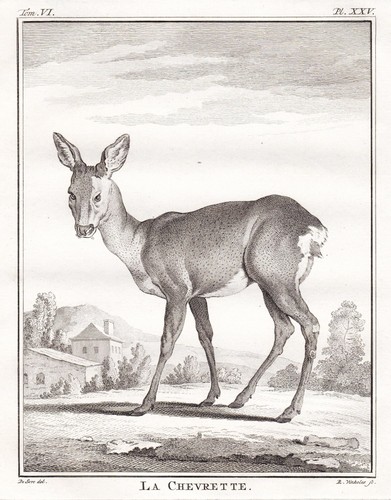 Reh rehgeiß deer chevrette - rehgeiß,