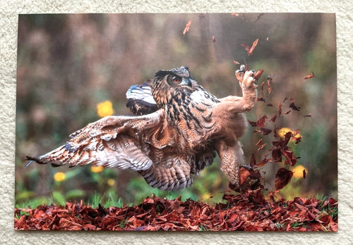 Postkarte raubvogel - 1, ak