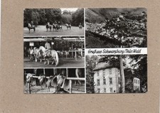 Schwarzburg  (Thür.Wald),Reitplatz an der Fasanerie,1978