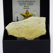 Jura Fossil Seestern Solnhofen