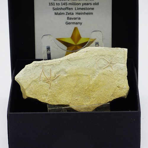 Jura fossil seestern - jura,