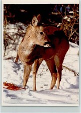 40009756 - 8972 Sonthofen Fawn