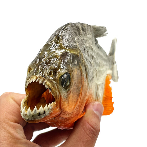 Echte taxidermie rotbauch - echte,