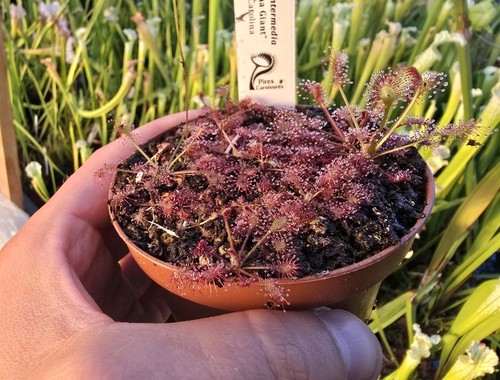 10xdrosera intermedia carolina - 10xdrosera,