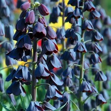 Fritillaria Imperialis