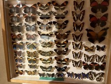 Schmetterlinge Schaukasten Breite 51 cm Höhe 42 cm Tiefe 6 cm