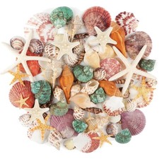 Muscheln Strand Dekoration Mix