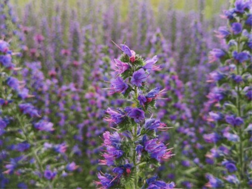 500 samen blauer natternkopf - blauer,