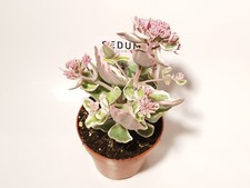 Sedum - Züchtersorten winterharter Mauerpfeffer im 10,5 cm-Topf