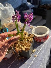 9x Orchis Morio Kleines Knabenkraut Cypripedium Epipactis Orchideen Dactylorhiza