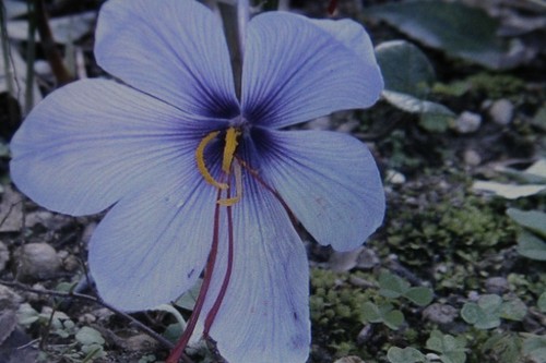 100 blumenzwiebeln - 10,20,50,100,