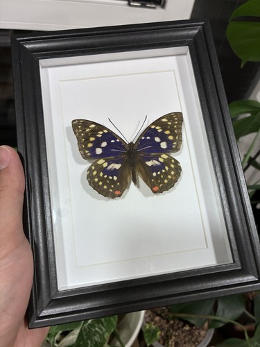 Präparierter schmetterling - präparierter, im