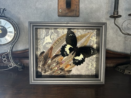 Schmetterling präparat - präparat, an