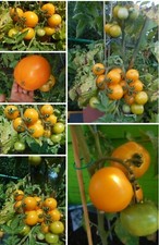 Gelbe/orangener Busch Tomaten (Lycopersicon Esculentum), Delicia,1 5-18 Korn