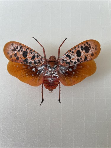 Entomologie*APHAENA