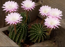 Kaktus   Ableger Jungpflanze lila bewurzelt