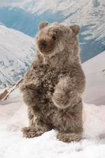 Kösen Grizzlybär braun 26 cm