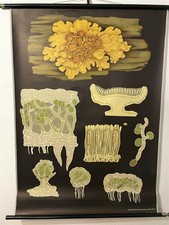 Alte Schulkarte Wandflechte