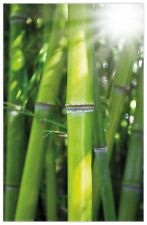 Wallario Teppich Fußmatte ab 50x70cm -Motiv Bambus Sonnenschein Teich Pflanze