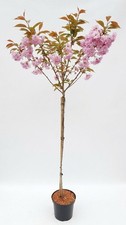 Prunus Kanzan 170-180 cm