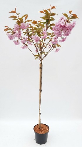 Prunus kanzan 170 180 - prunus, cm