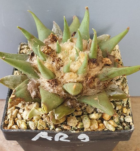 Ariocarpus trigonus elongatus
