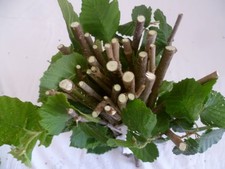 Knabber Holz Äste Ästchen