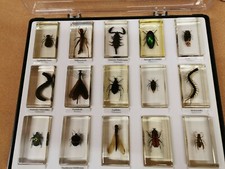 Minibiester Sammlung 73 Insekten in Acrylblöcken. Preis VB 