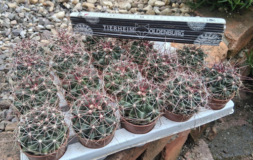 Stück ferocactus - 2,