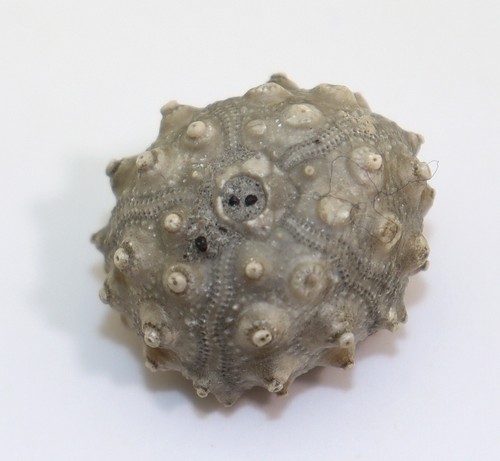 Seeigel hemitiaris - seeigel,,