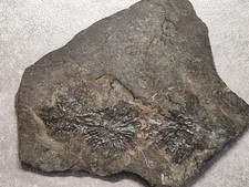 💥💎 Ammonit Crioceras