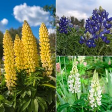 1000+ Samen Lupine Mix Blau Weiß Gelb Wildblume Dünger Bienen Schmetterlinge 