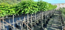 Catalpa bignonoides nana - catalpa,