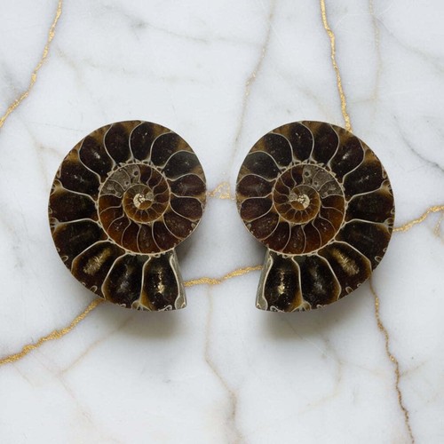 Ammoniten fossil paar - paar, –