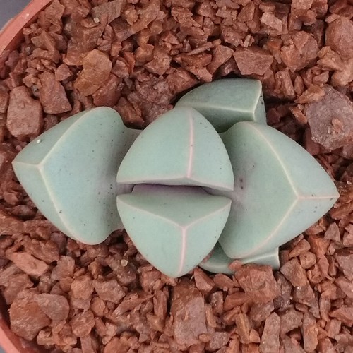 Lapidaria margaretae