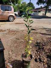 TRIFOLIATE ORANGE CITRUS