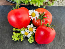 Ochsenherz Waldviertler - fruchtige österreichische Fleischtomate - wenig Kerne