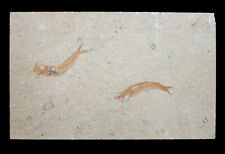 Malm 2x Leptolepides sprattiformis  Fisch  Teleostei  Solnhofen Plattenkalk  5-3