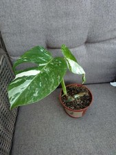 Monstera Deliciosa Variegata