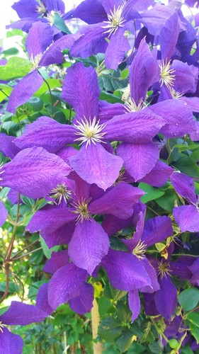 Blumen gartenblumen clematis - gartenblumen,