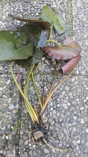 Nymphaea seerose peaches - nymphaea,