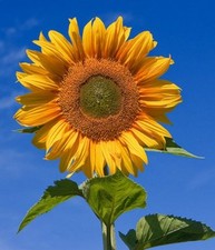 SAMEN SONNENBLUNE die